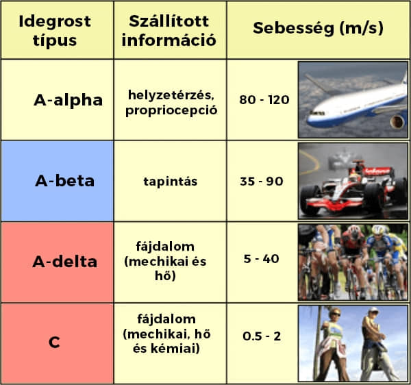 Táblázat az idegrostokról és a szállítás sebességéről és a szállított információról