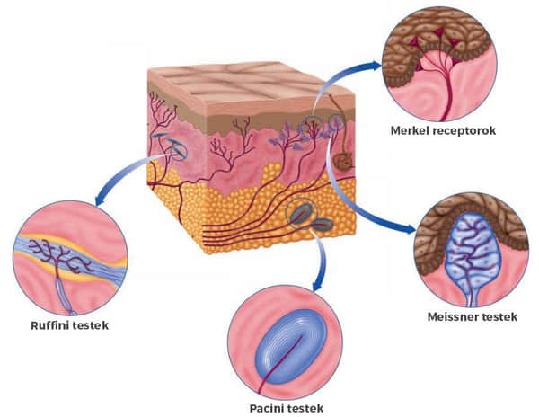 Különböző receptorok a bőrben